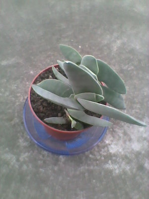 Crassula Falcata.jpg