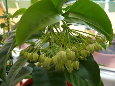 Hoya multiflora 1 (1013 x 760).jpg