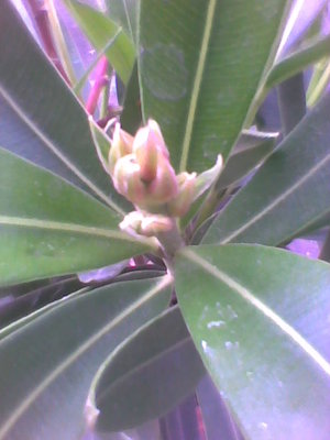 Oleander-pączki kwiatowe.jpg