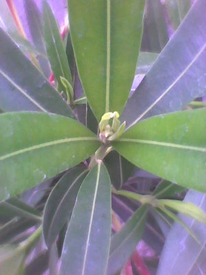 Oleander-młode liście.jpg