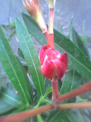 Oleander-pączek kwiatowy.jpg