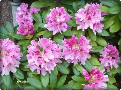 rododendron.JPG