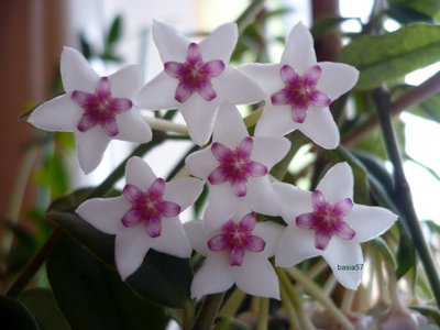 Hoya bella (1013 x 760).jpg