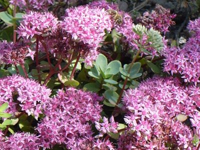 Sedum ewersii.JPG