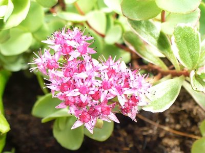 Sedum spurium.JPG