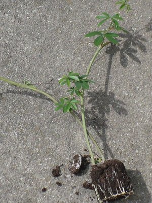 passiflora.JPG