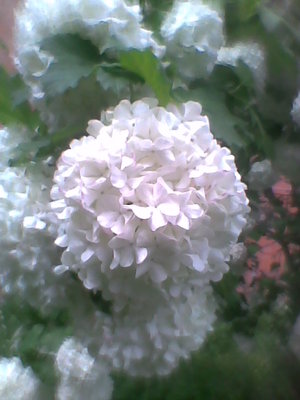 Kalina-kwiat..jpg