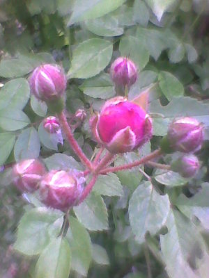 Róże-pączki kwiatowe.jpg