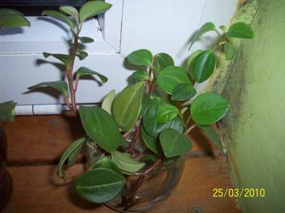 peperomia.JPG