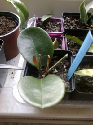 Hoya tenuipes.jpg