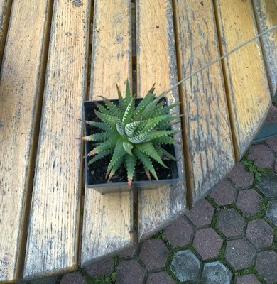 Haworthia z kwiatkiem.jpg