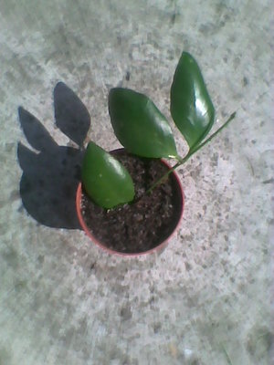 Hoya brevialata.jpg