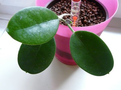 hoya australis keysii.jpg