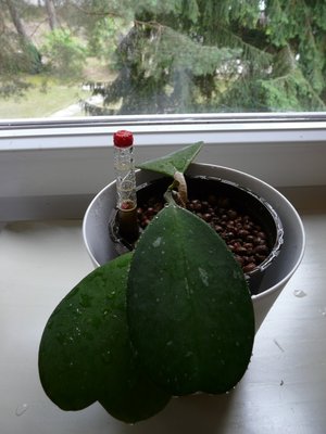 Hoya kerrii.jpg