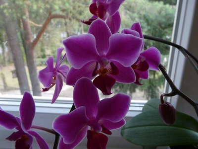 phalaenopsis2.jpg