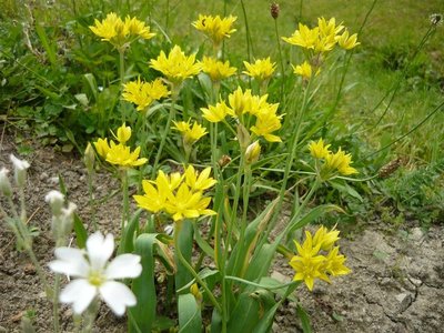 allium-moly-czosnek_12681307700470.jpg