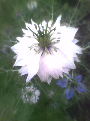 Czarnuszka hiszpańska - Nigella hispanica  2.jpg