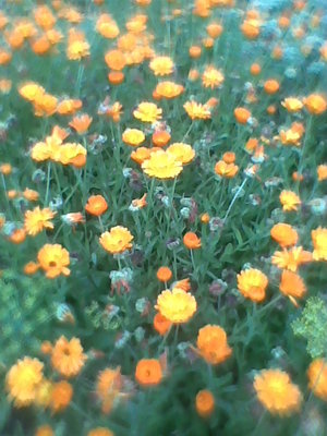 Nagietek-cała łąka (Nagietek lekarski – Calendula, Calendula officinalis).jpg