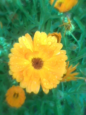 Nagietek, Nagietek lekarski – Calendula, Calendula officinalis 1.jpg