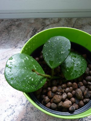 HOYA OBOVATA S.jpg