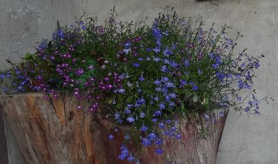 lobelia3.jpg