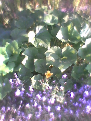 Dynia ozdobna SUŁTAŃSKI TURBAN - Cucurbita pepo-cała roślina.jpg