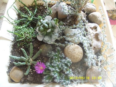 Trichodiadema densum 1.JPG