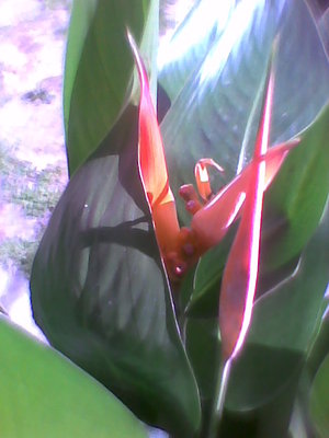 Helikonia kwiat 1.jpg