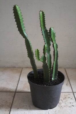 Euphorbia tetragona 2.jpg