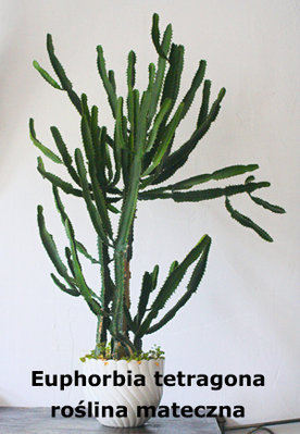Euphorbia tetragona3.jpg