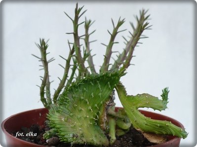 Euphorbia flanaganii cristata.JPG