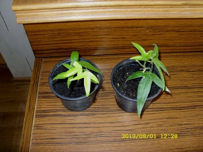 Passiflora  suberosa.JPG