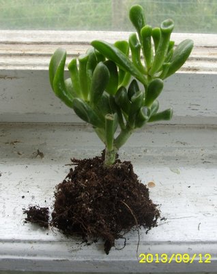 Crassula hobbit.JPG