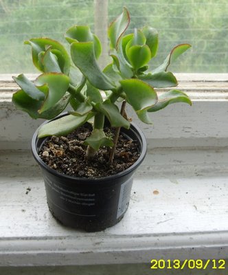 Crassula portulacea.JPG