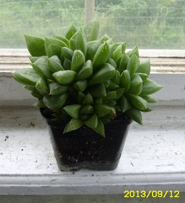 haworthia cymbiformis.JPG