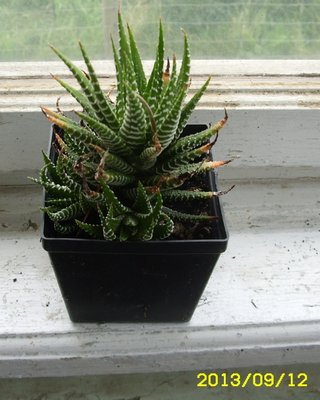 Haworthia fasciata.JPG