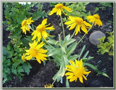 Dzielżan Hoopesa   Helenium hoopesii bylina 07-06-13kk54-.jpg