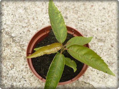passiflora coccinea.JPG