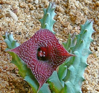 huernia pendurata.jpg