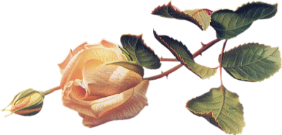 róża dla Elki.png