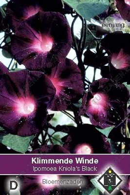 klimmende-winde-ipomoea-kniola-s-black.jpg