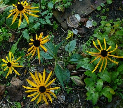 rudbekia błyskotliwa2013.jpg