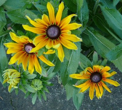 rudbeckia samosiewka.jpg