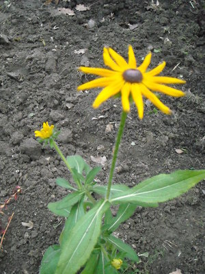 rudbekia.JPG