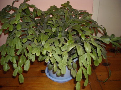 schlumbergera2.JPG