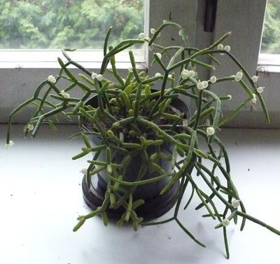 rhipsalis.JPG