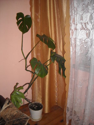 monstera.JPG