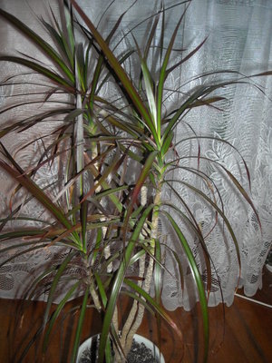 dracena.JPG