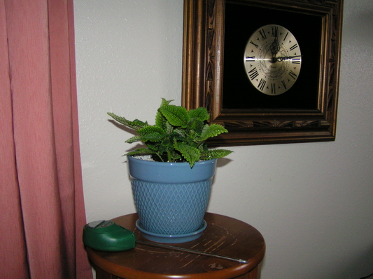 Pilea mollis.JPG