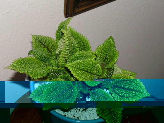 Pilea mollis 1.JPG